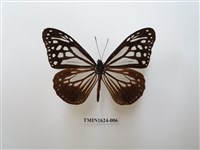 藏品(斯氏絹斑蝶)的圖片